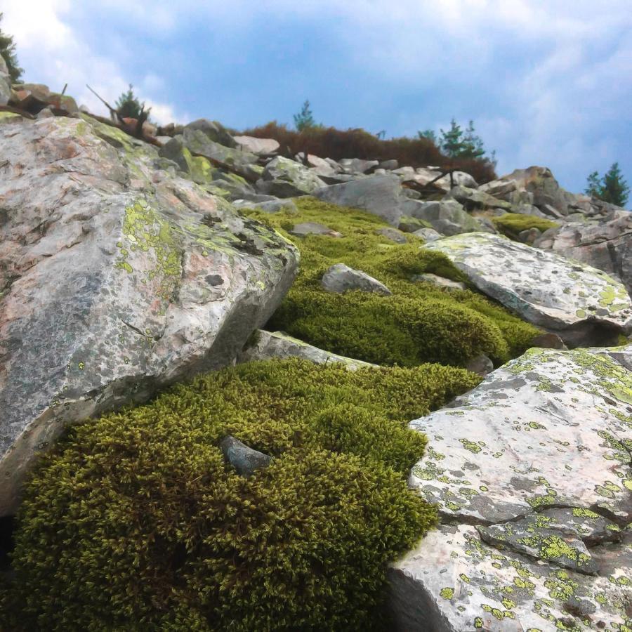 Harz Hotel Und Gaestehaus Am Bornweg バート・ザクサ エクステリア 写真